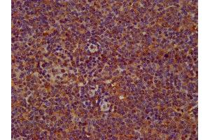 IHC image of ABIN7169333 diluted at 1:200 and staining in paraffin-embedded human lymph node tissue performed on a Leica BondTM system. (SERPINB12 antibody  (AA 1-300))