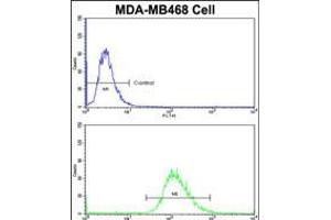 Flow cytometric analysis of MDA-MB468 cells using SCFD1 Antibody (bottom histogram) compared to a negative control cell (top histogram)FITC-conjugated goat-anti-rabbit secondary antibodies were used for the analysis. (SCFD1 antibody  (C-Term))