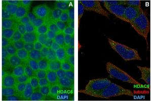 Immunocytochemistry staining of HDAC6 in formaldehyde-fixed and Triton-permeabilized HEK-293T cells (A) and SH-SY5Y cells (B) by mouse monoclonal antibody 3D2, followed by anti-mouse Alexa Fluor 488 (green), DNA indicated by DAPI (blue). (HDAC6 antibody)