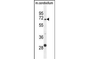 Western blot analysis in mouse cerebellum tissue lysates (35ug/lane). (GPC5 antibody  (N-Term))