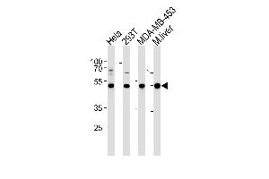 GSS Antibody (C-term) (ABIN390882 and ABIN2841094) western blot analysis in Hela,293T,MDA-MB-453 cell line and mouse liver tissue lysates (35 μg/lane). (Glutathione Synthetase antibody  (C-Term))