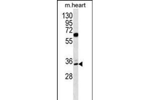 ZN Antibody (N-term) (ABIN656322 and ABIN2845621) western blot analysis in mouse heart tissue lysates (35 μg/lane). (ZNF146 antibody  (N-Term))