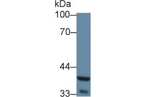 Western Blot; Sample: Mouse Liver lysate; Primary Ab: 5µg/ml Rabbit Anti-Mouse WNT5A Antibody Second Ab: 0.