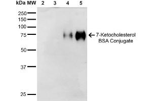 Western Blot analysis of 7-Ketocholesterol-BSA Conjugate showing detection of 67 kDa 7-Ketocholesterol-BSA using Mouse Anti-7-Ketocholesterol Monoclonal Antibody, Clone 3F7 . (7-Ketocholesterol (7-KC) antibody (PE))