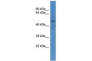 Image no. 1 for anti-Solute Carrier Family 16 (Monocarboxylic Acid Transporters), Member 3 (SLC16A3) (AA 40-89) antibody (ABIN6746227) (SLC16A3 antibody  (AA 40-89))