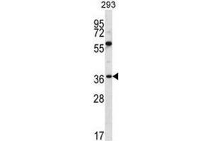 NPTN Antibody (N-term) western blot analysis in 293 cell line lysates (35µg/lane). (NPTN antibody  (N-Term))