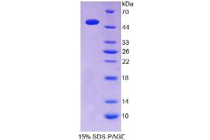 SDS-PAGE (SDS) image for Inosine Triphosphatase (ITPA) (AA 2-198) protein (GST tag,His tag) (ABIN6236887) (ITPA Protein (AA 2-198) (GST tag,His tag))