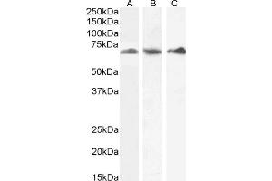 ABIN190847 (0. (P4HA1 antibody  (Internal Region))