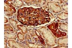 Immunohistochemistry of paraffin-embedded human kidney tissue using ABIN7163724 at dilution of 1:100 (PODXL antibody  (AA 32-458))