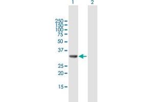 Western Blot analysis of GGPS1 expression in transfected 293T cell line by GGPS1 MaxPab polyclonal antibody. (GGPS1 antibody  (AA 1-300))