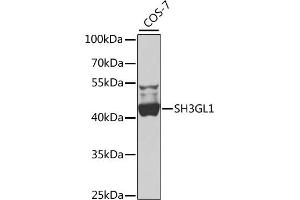 Western blot analysis of extracts of COS-7 cells, using SH3GL1 antibody  at 1:1000 dilution. (SH3GL1 antibody  (AA 219-368))