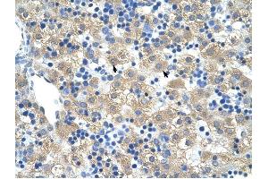 FERD3L antibody was used for immunohistochemistry at a concentration of 4-8 ug/ml to stain Hepatocytes (arrows) in Human Liver.