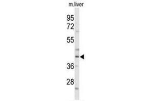 Western blot analysis of CEBPA Antibody (C-term) in mouse liver tissue lysates (35µg/lane). (CEBPA antibody  (C-Term))