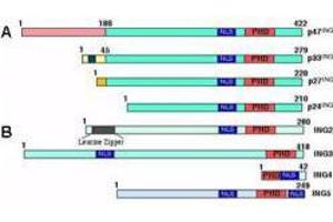 Panel A shows the four isoforms of ING1 generated by alternative splicing. (ING3 antibody  (AA 285-310))