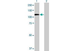 Western Blot analysis of RECK expression in transfected 293T cell line by RECK MaxPab polyclonal antibody.