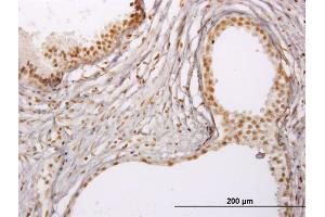 Immunoperoxidase of monoclonal antibody to RUNX1 on formalin-fixed paraffin-embedded human prostate. (RUNX1 antibody  (AA 210-310))