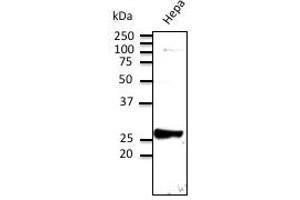 Anti-Rab9 Ab at 1/500 dilution; Hepa cell line lysates at 100 ug per Iane; rabbit polyclonal to goat lgG (HRP) at 1/10,000 dilution; (RAB9A antibody  (C-Term))