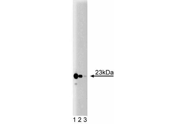 TIMM23 Antikörper  (AA 5-126)