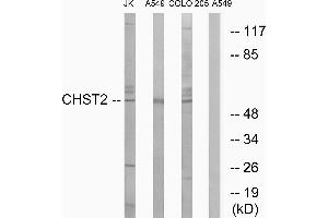 Western blot analysis of extracts from Jurkat cells, A549 cells and COLO cells, using CHST2 antibody. (CHST2 antibody)