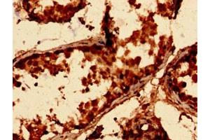 Immunohistochemistry analysis of human testis tissue using ABIN7143089 at dilution of 1:100