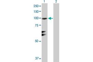 Western Blot analysis of RGL1 expression in transfected 293T cell line by RGL1 MaxPab polyclonal antibody. (RGL1 antibody  (AA 1-803))