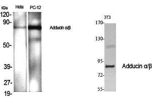 Western Blot (WB) analysis of specific cells using Adducin alpha/beta Polyclonal Antibody. (Adducin alpha/beta (Lys5) antibody)