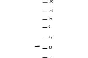 NKX2. (NK2 Homeobox 5 antibody  (N-Term))