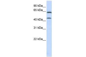CHGN antibody used at 1 ug/ml to detect target protein.