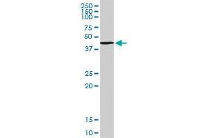 TANK MaxPab rabbit polyclonal antibody. (TANK antibody  (AA 1-119))