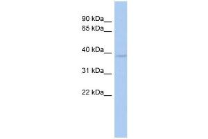 WB Suggested Anti-WBP2NL Antibody Titration: 0. (WBP2NL antibody  (Middle Region))