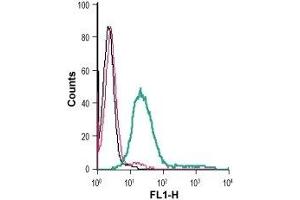 Cell surface detection of ANO6 in live intact mouse P815 mastocytoma cells: (black line) Cells. (Anoctamin 6 antibody  (2nd Extracellular Loop) (FITC))