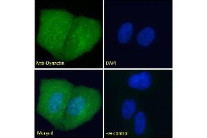 ABIN184834 Immunofluorescence analysis of paraformaldehyde fixed U2OS cells, permeabilized with 0. (Dynactin 1 antibody  (C-Term))