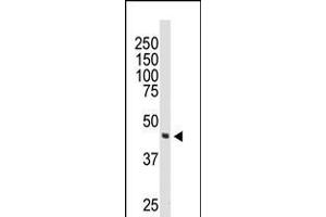 Western blot analysis of anti-DOK2 Pab in 174xCEM cell lysate (DOK2 antibody  (C-Term))