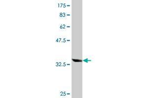 Western Blot detection against Immunogen (33. (AKR1B10 antibody  (AA 76-143))