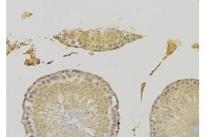ABIN6278061 at 1/100 staining RAT testis tissue by IHC-P. (EHD1 antibody  (C-Term))