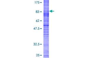 SLC7A7 Protein (AA 1-511) (GST tag)