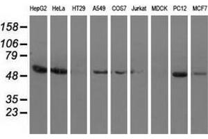 Western blot analysis of extracts (35 µg) from 9 different cell lines by using anti-SNTA1 monoclonal antibody. (SNTA1 antibody)