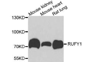 Western blot analysis of extracts of various cell lines, using RUFY1 antibody. (RUFY1 antibody  (AA 439-708))