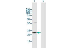 Western Blot analysis of SNX12 expression in transfected 293T cell line by SNX12 MaxPab polyclonal antibody.