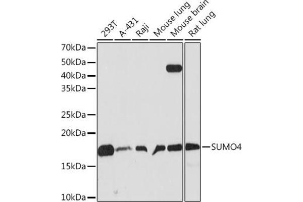 SUMO4 antibody