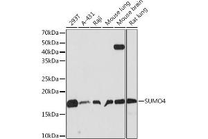 Western blot analysis of extracts of various cell lines, using SUMO4 Rabbit mAb (ABIN7270372) at 1:500 dilution. (SUMO4 antibody)