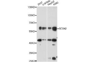 Western blot analysis of extracts of various cell lines, using SESN2 antibody (ABIN6290955) at 1:3000 dilution.