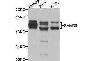 Western blot analysis of extracts of various cell lines, using SMAD9 antibody. (SMAD9 antibody)