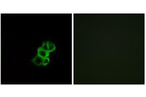 Immunofluorescence analysis of MCF-7 cells, using OR8B4 antibody. (OR8B4 antibody  (C-Term))