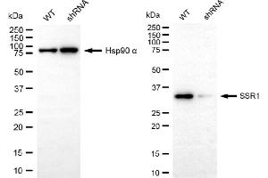 Western blotting analysis using SSR1 antibody (ABIN7800333).