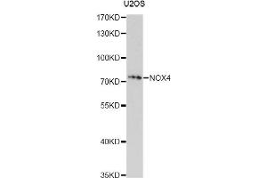 Western blot analysis of extracts of U2OS cells, using NOX4 antibody (ABIN4904560) at 1:1000 dilution. (NADPH Oxidase 4 antibody)