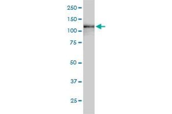 USP15 antibody  (AA 1-235)