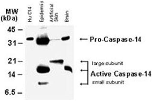 CASP14 抗体