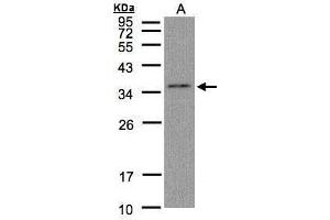 WB Image Sample(30 μg of whole cell lysate) A:Hep G2, 12% SDS PAGE antibody diluted at 1:1000 (GLOD4 antibody)