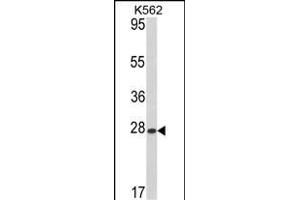 ARL1 antibody  (N-Term)